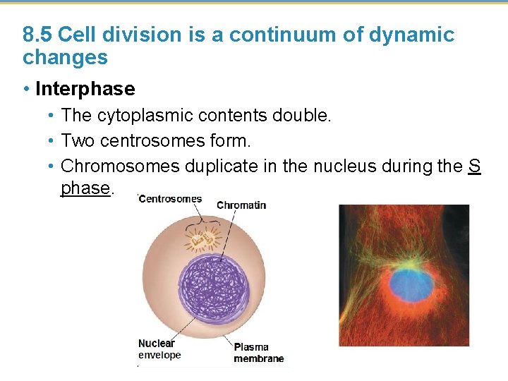 8. 5 Cell division is a continuum of dynamic changes • Interphase • The