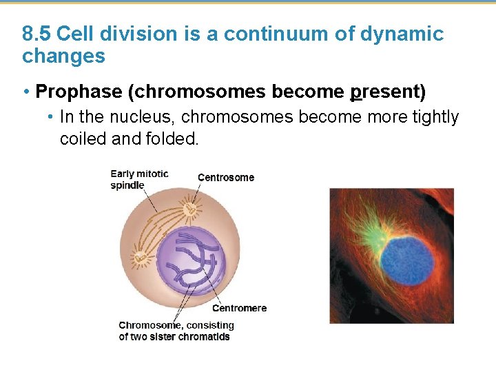 8. 5 Cell division is a continuum of dynamic changes • Prophase (chromosomes become