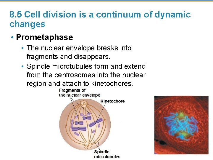 8. 5 Cell division is a continuum of dynamic changes • Prometaphase • The