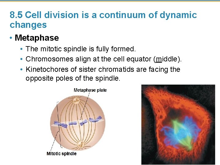 8. 5 Cell division is a continuum of dynamic changes • Metaphase • The