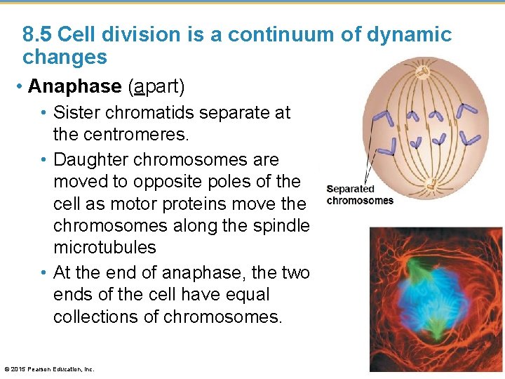8. 5 Cell division is a continuum of dynamic changes • Anaphase (apart) •