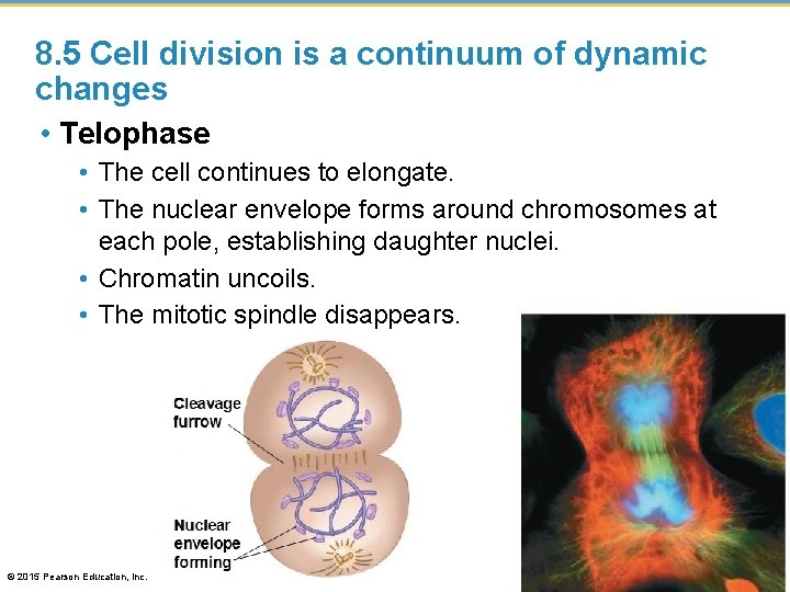 8. 5 Cell division is a continuum of dynamic changes • Telophase • The