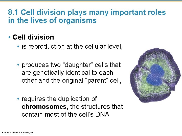 8. 1 Cell division plays many important roles in the lives of organisms •