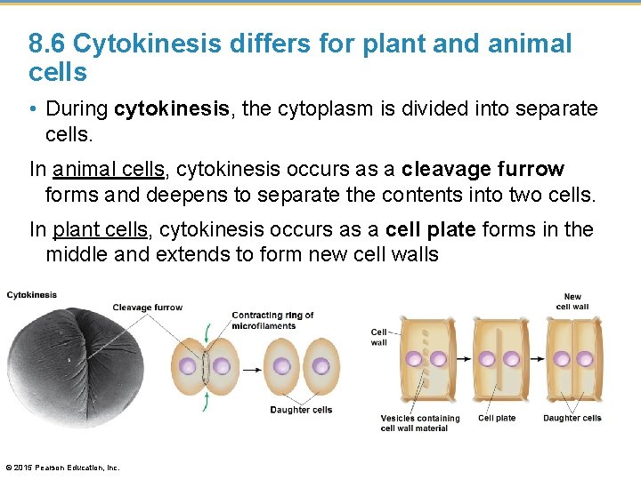 8. 6 Cytokinesis differs for plant and animal cells • During cytokinesis, the cytoplasm