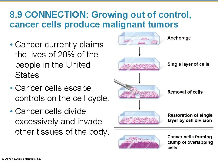 8. 9 CONNECTION: Growing out of control, cancer cells produce malignant tumors • Cancer