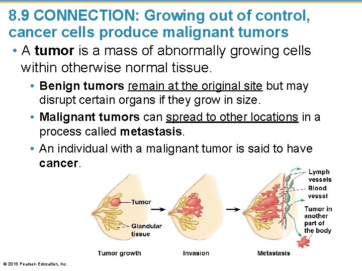 8. 9 CONNECTION: Growing out of control, cancer cells produce malignant tumors • A