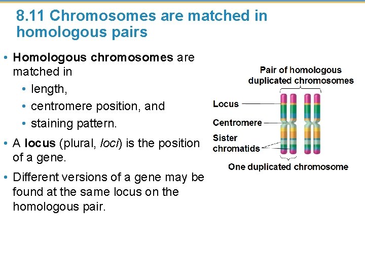 8. 11 Chromosomes are matched in homologous pairs • Homologous chromosomes are matched in