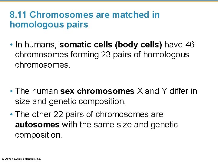 8. 11 Chromosomes are matched in homologous pairs • In humans, somatic cells (body