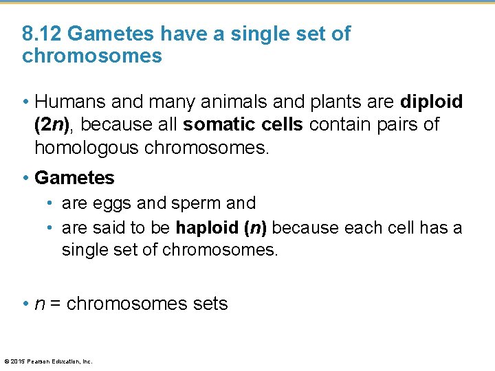 8. 12 Gametes have a single set of chromosomes • Humans and many animals