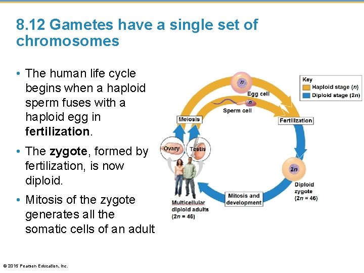 8. 12 Gametes have a single set of chromosomes • The human life cycle