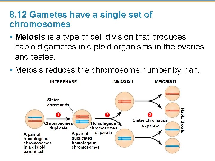 8. 12 Gametes have a single set of chromosomes • Meiosis is a type
