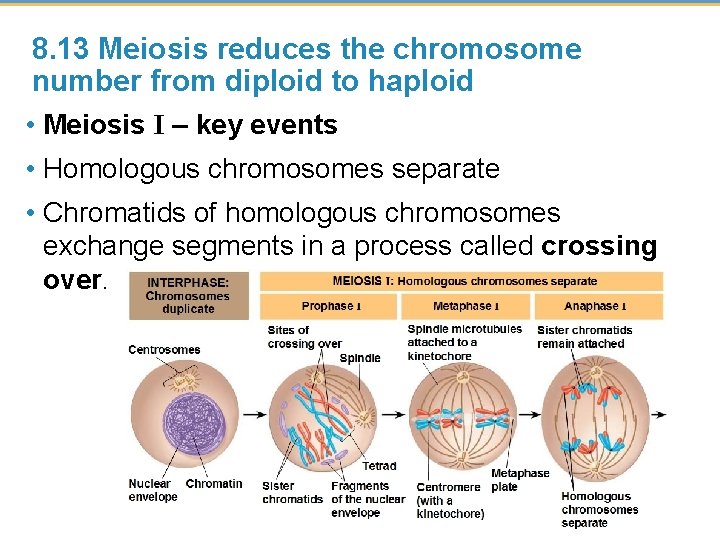 8. 13 Meiosis reduces the chromosome number from diploid to haploid • Meiosis I