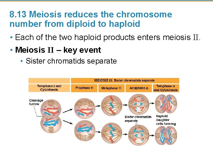 8. 13 Meiosis reduces the chromosome number from diploid to haploid • Each of