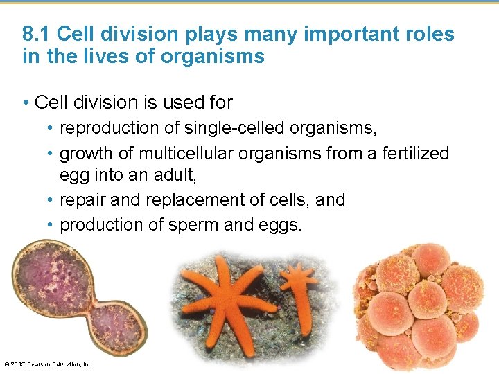 8. 1 Cell division plays many important roles in the lives of organisms •