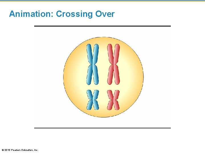 Animation: Crossing Over © 2015 Pearson Education, Inc. 