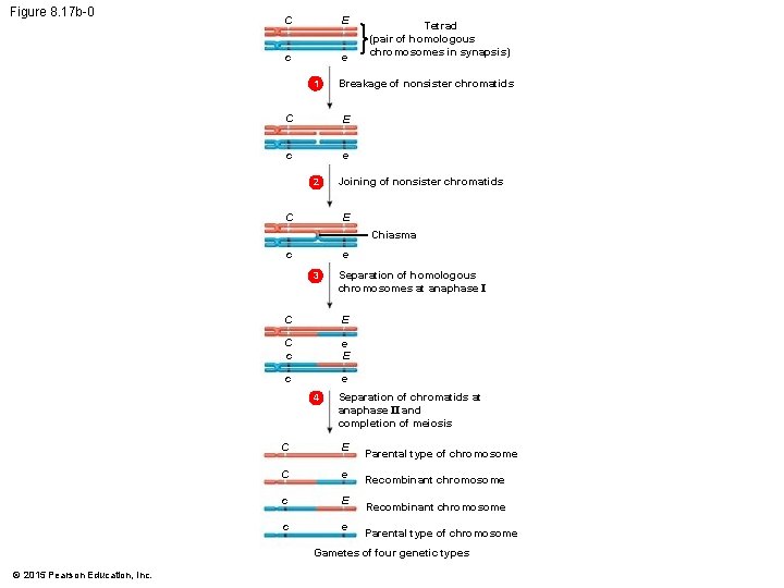 Figure 8. 17 b-0 C E c e 1 Breakage of nonsister chromatids C