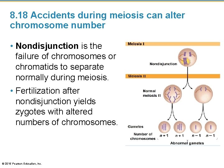 8. 18 Accidents during meiosis can alter chromosome number • Nondisjunction is the failure