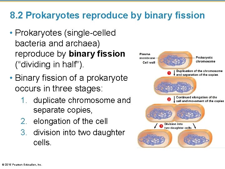 8. 2 Prokaryotes reproduce by binary fission • Prokaryotes (single-celled bacteria and archaea) reproduce