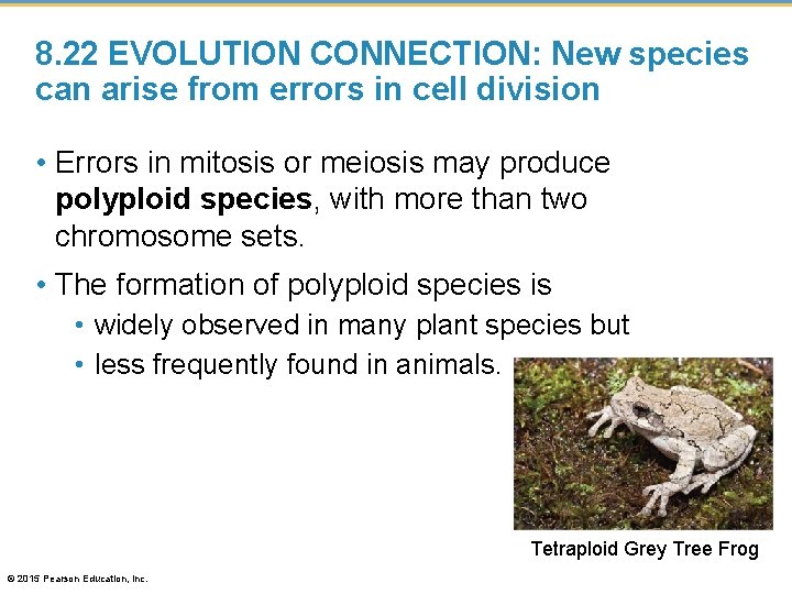 8. 22 EVOLUTION CONNECTION: New species can arise from errors in cell division •