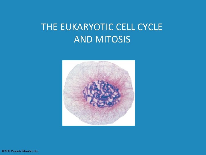THE EUKARYOTIC CELL CYCLE AND MITOSIS © 2015 Pearson Education, Inc. 