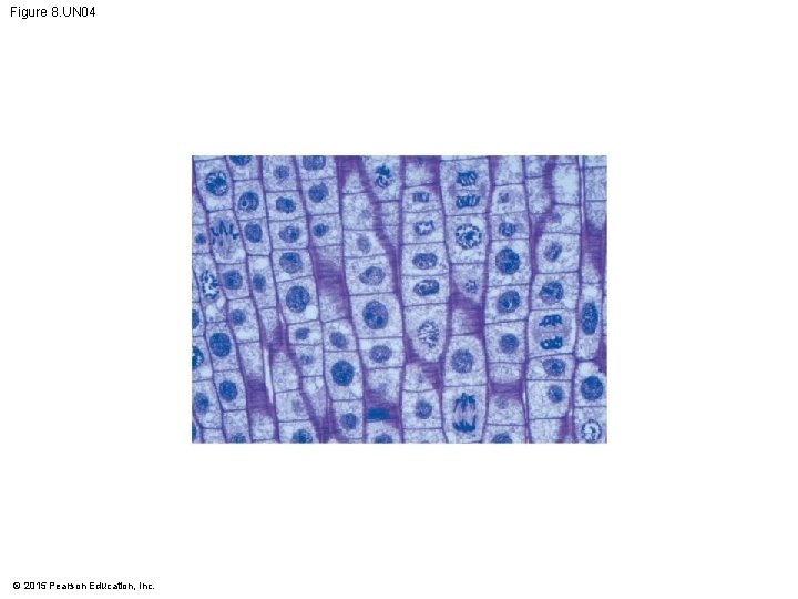 Figure 8. UN 04 © 2015 Pearson Education, Inc. 
