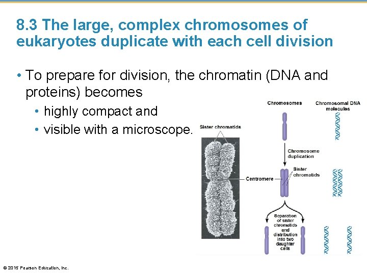 8. 3 The large, complex chromosomes of eukaryotes duplicate with each cell division •