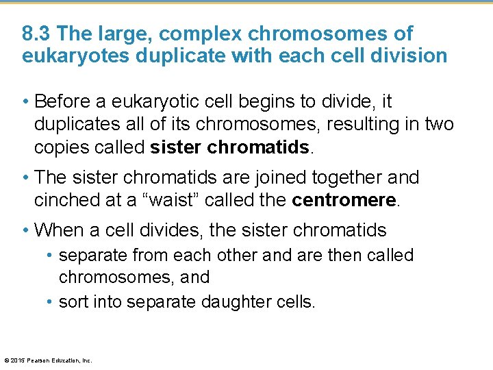 8. 3 The large, complex chromosomes of eukaryotes duplicate with each cell division •