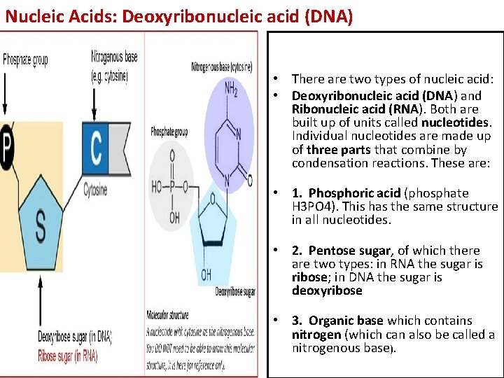 Nucleic Acids: Deoxyribonucleic acid (DNA) • There are two types of nucleic acid: •