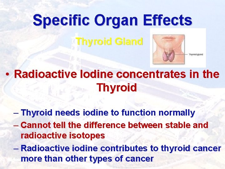 Specific Organ Effects Thyroid Gland • Radioactive Iodine concentrates in the Thyroid – Thyroid