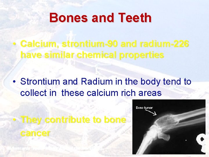 Bones and Teeth • Calcium, strontium-90 and radium-226 have similar chemical properties • Strontium