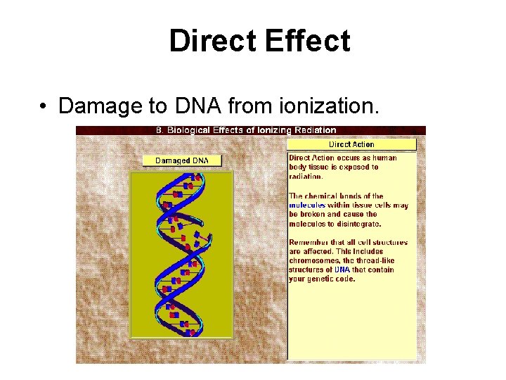 Direct Effect • Damage to DNA from ionization. 