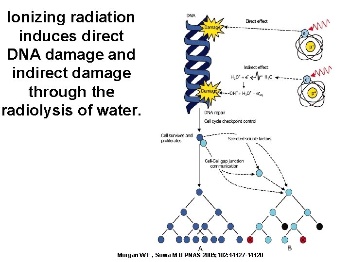 Ionizing radiation induces direct DNA damage and indirect damage through the radiolysis of water.