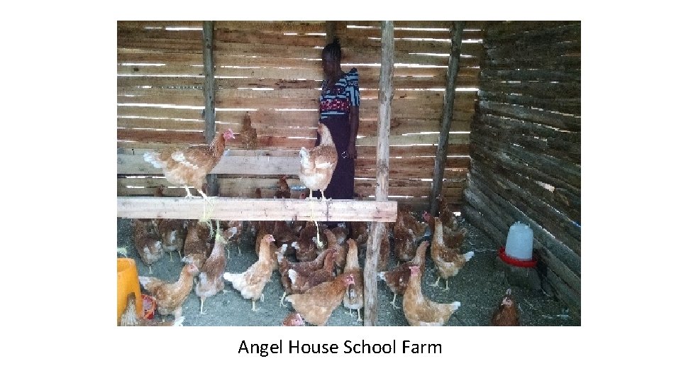 Angel House School Farm 