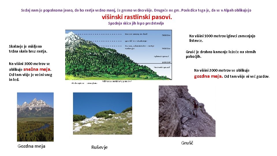 Sedaj nam je popolnoma jasno, da bo rastja vedno manj, če gremo vedno višje.