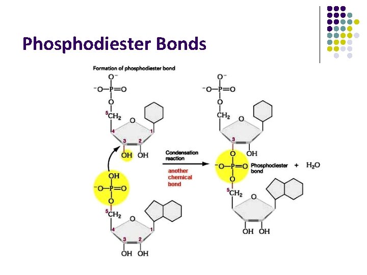 Phosphodiester Bonds 