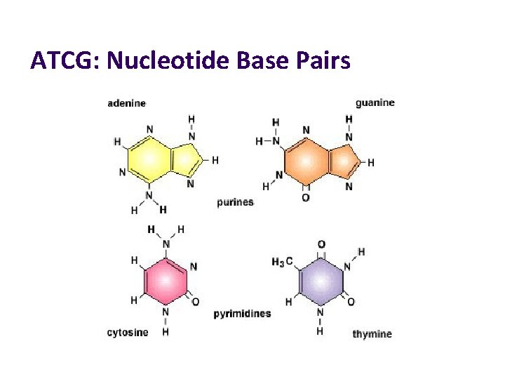 ATCG: Nucleotide Base Pairs 