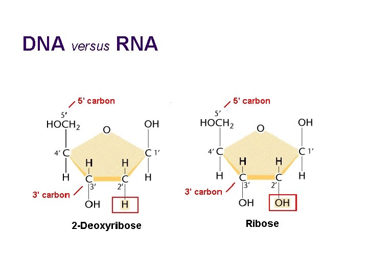 DNA versus RNA 