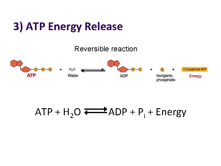3) ATP Energy Release Reversible reaction ATP + H 2 O ADP + Pi