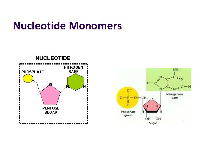 Nucleotide Monomers NUCLEOTIDE NITROGEN BASE PHOSPHATE O PENTOSE SUGAR N N 