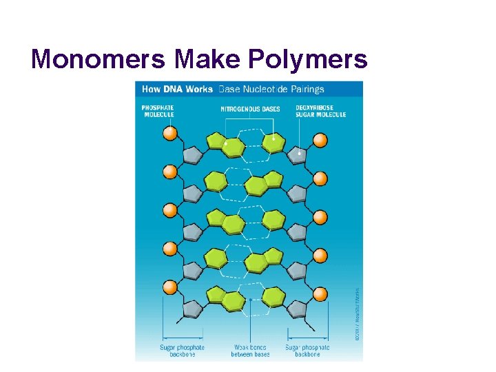Monomers Make Polymers 