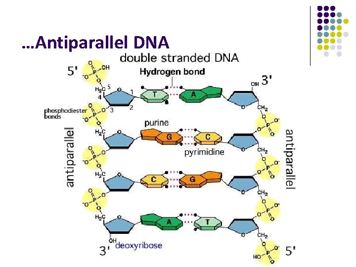 …Antiparallel DNA 