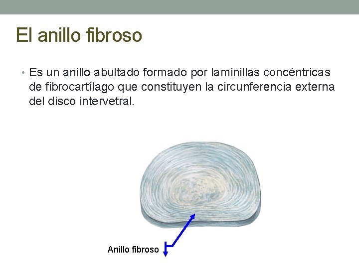 El anillo fibroso • Es un anillo abultado formado por laminillas concéntricas de fibrocartílago