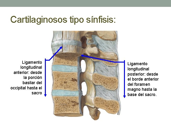 Cartilaginosos tipo sínfisis: Ligamento longitudinal anterior: desde la porción basilar del occipital hasta el