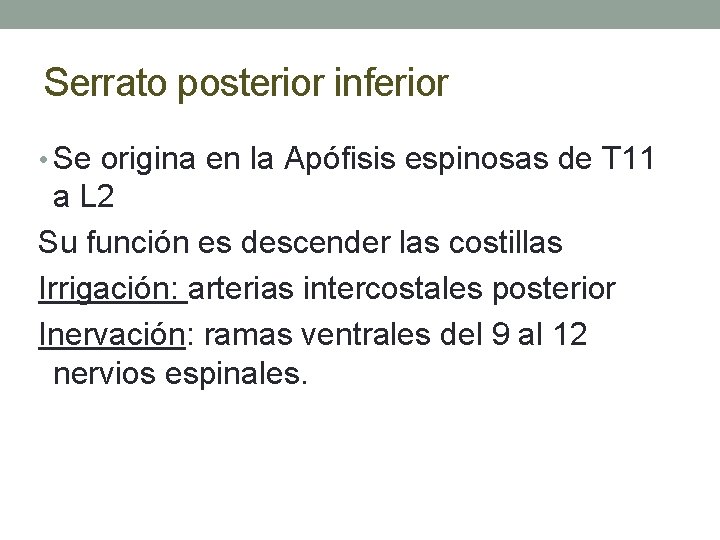 Serrato posterior inferior • Se origina en la Apófisis espinosas de T 11 a