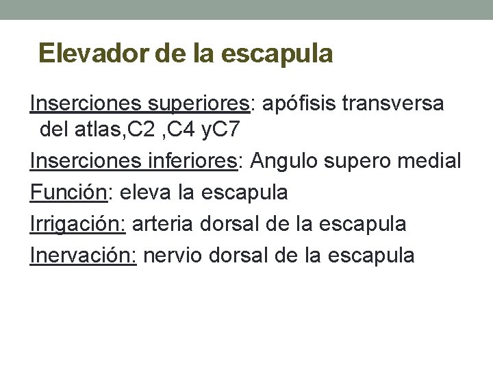 Elevador de la escapula Inserciones superiores: apófisis transversa del atlas, C 2 , C