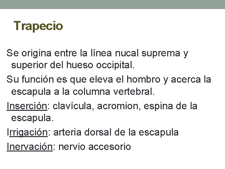 Trapecio Se origina entre la línea nucal suprema y superior del hueso occipital. Su