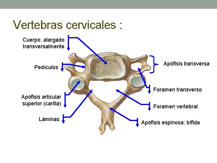 Vertebras cervicales : Cuerpo: alargado transversalmente Pedículos Apófisis transversa Foramen transverso Apófisis articular superior