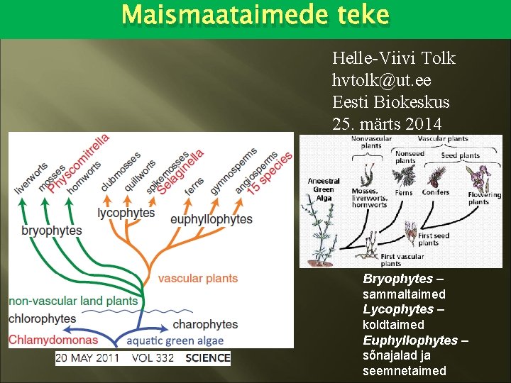 Maismaataimede teke Helle-Viivi Tolk hvtolk@ut. ee Eesti Biokeskus 25. märts 2014 Bryophytes – sammaltaimed