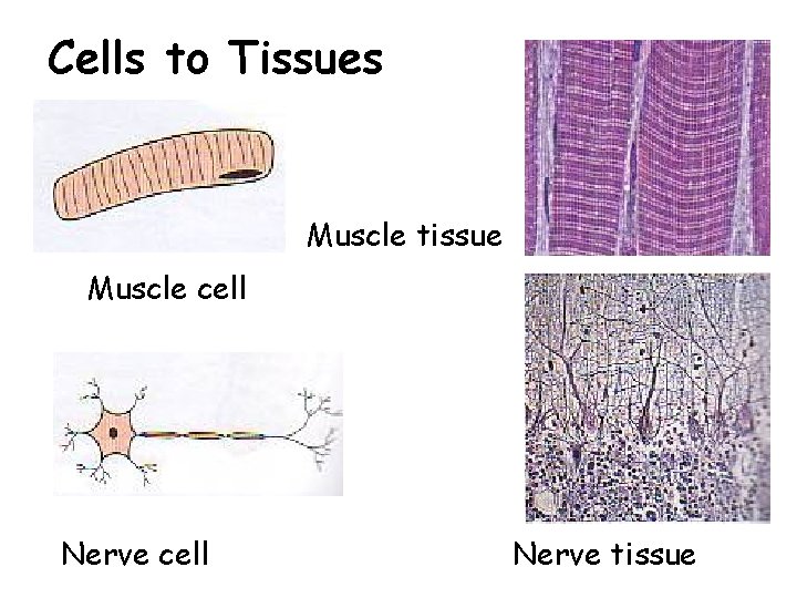 Cells to Tissues Muscle tissue Muscle cell Nerve tissue 