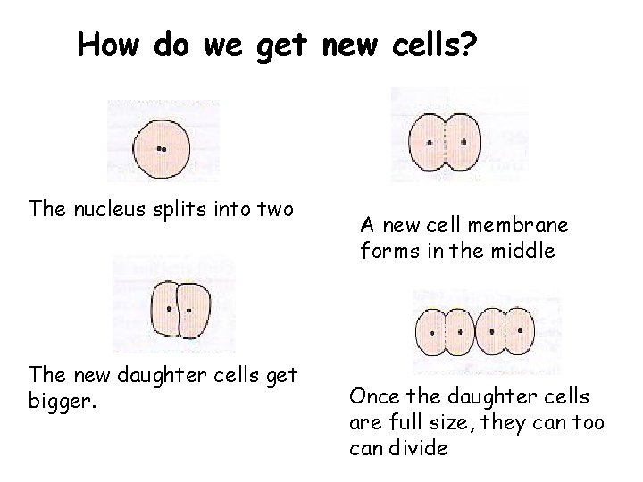 How do we get new cells? The nucleus splits into two The new daughter
